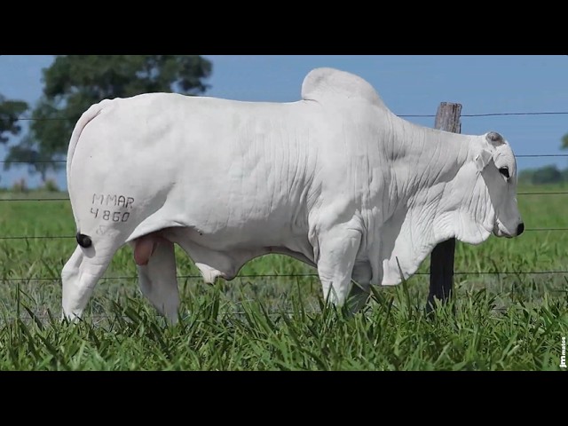 Lote 02 - MMAR - 4860