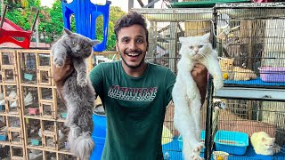 Persian Cat Prices In Lahore ￼|| Tripple Coat , Punch Face || Lahore Pets by Lahore Pets  2,642 views 7 months ago 7 minutes, 36 seconds