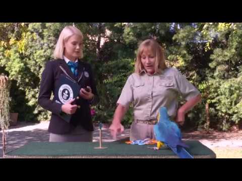 Parrot – Guinness World Record ( WION Edge)
