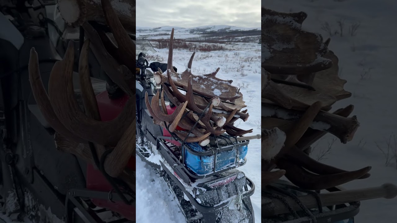 2025 moose shed hunting 