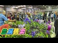 【23078】兰花售卖，兰展Orchid Show 2023 （Hawkesbury Showground, Racecourse Rd, Clarendon）【静姐说花】