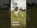 Boulonnais Dahlia du Boncoin - Christophe Debruyne #shorts #Boulonnais #chevalBoulonnais #cheval