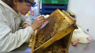 Apiculture élevage de reines mai 2016 Angela Mallaroni.