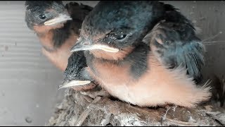 Baby Barn Swallows:  Day 20 - Live Stream 赤ちゃんの納屋のツバメ