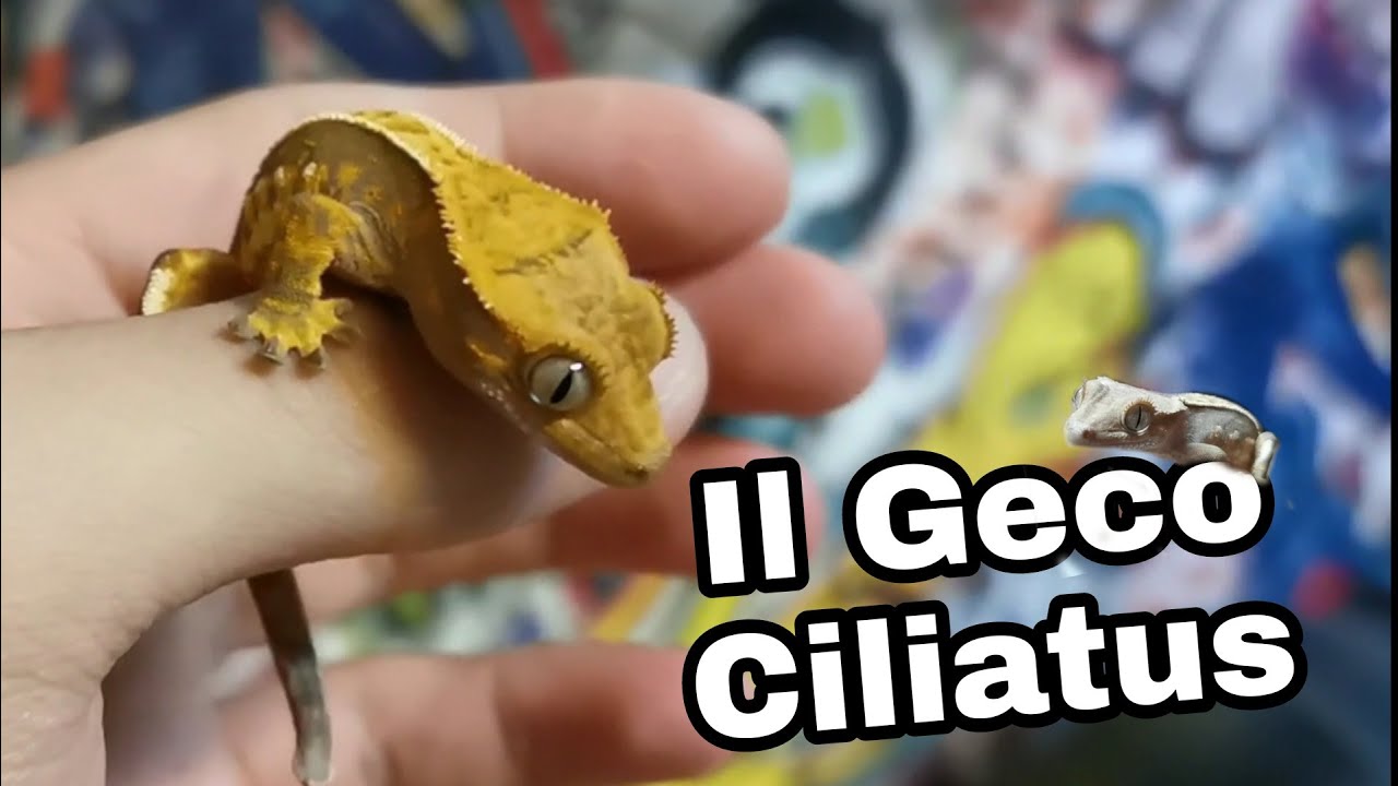 Integratori Vitamine Rettili Mangime Per Gechi Ciliatus - Alimento - 10