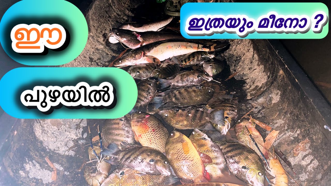 പമ്പയാറ്റിലെ ചാകര