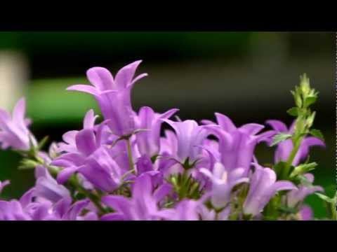Videó: Harangvirág Csalán