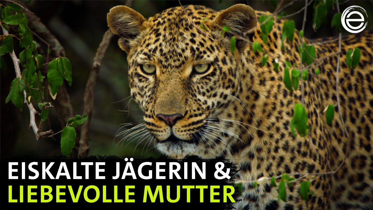 Die Leopardin – Königin der Schatten (Teil 1) | Erlebnis Erde