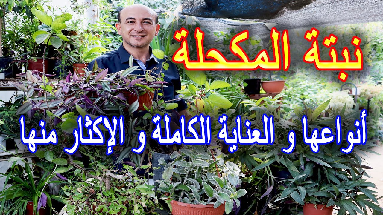 انواع نبتة المكحلة والعناية بها من ري و تسميد و تقليم و إكثار