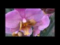 Витрина с Орхидеями в Оби 4 февраля 2021 г.