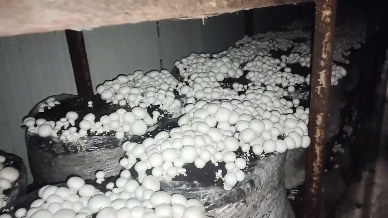 Today 8/10/2025 production।