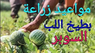مواعيد زراعة اللب السوبر/ الجرمة الكاوتش