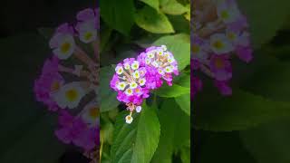 So Phool Khile Jab Ye Khila Roop Sunhara #shorts #dance #video #youtubeshort