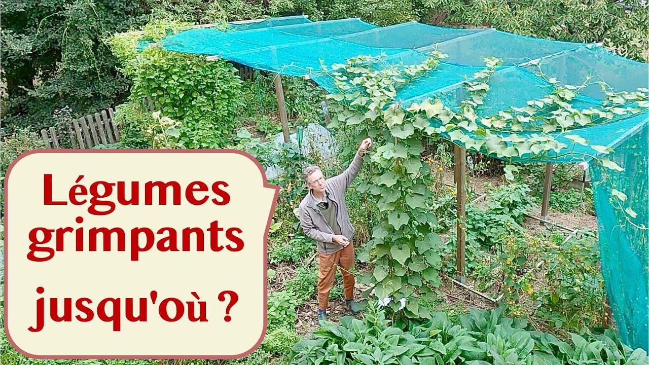 En fin d'été, tous les légumes grimpants qui poussent chez moi