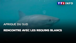 Afrique du Sud : rencontre avec les requins blancs