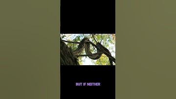 What Happens When Two Cobras Meet Eye to Eye? 🐍👀