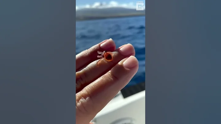 A baby octopus 🐙 #shorts