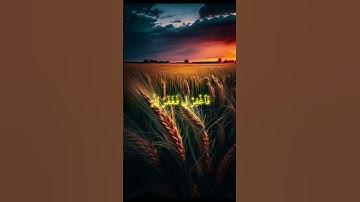 سورة القصص  المنشاوي #القرآن_الكريم #قرآن