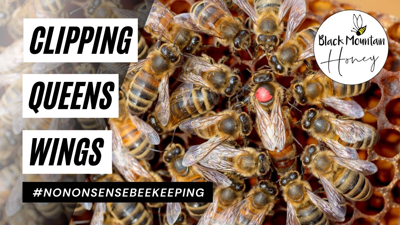 Easy Method To Clip Queens Wing Clipping Queens How to Clip Queens