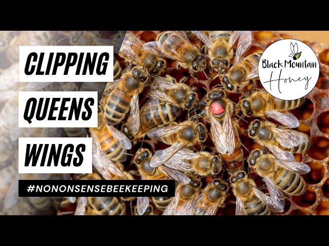 Easy Method To Clip Queens Wing - Clipping Queens - How to Clip Queens Wings class=