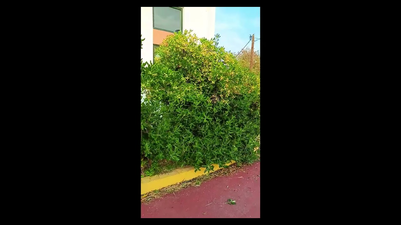 ΕΙΔΙΚΟ ΔΗΜΟΤΙΚΟ ΣΧΟΛΕΙΟ ΧΙΟΥ