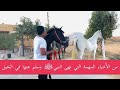 تعرف على الأمور التي نهى عنها النبي ﷺ في الخيل والحكمة في ذلك وكيف ان الخيل معقود فيها الخير تعرف على الأمور التي نهى عنها النبي ﷺ في الخيل والحكمة في ذلك وكيف ان الخيل معقود فيها الخير