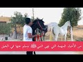 تعرف على الأمور التي نهى عنها النبي ﷺ في الخيل والحكمة في ذلك - وكيف ان الخيل معقود فيها الخير