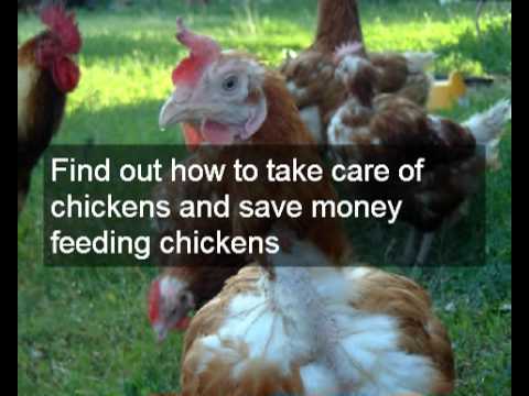 How to keep free range chickens happy | Chicken coops ...