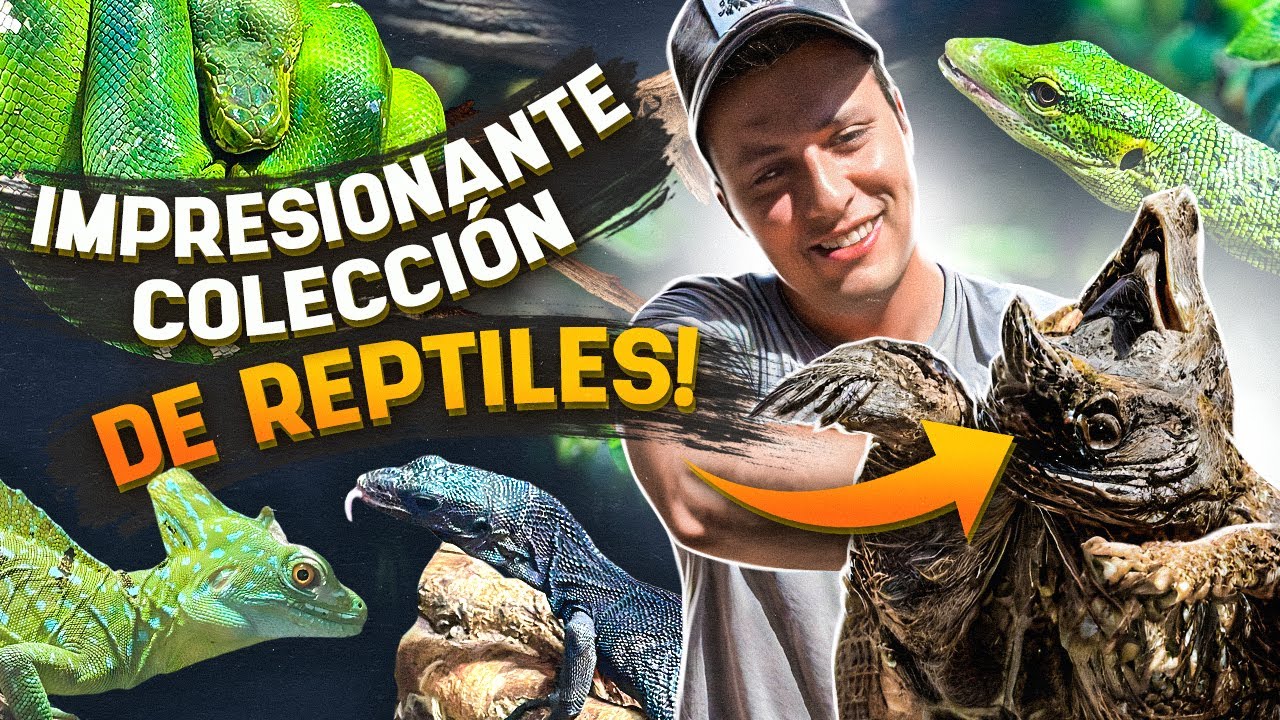 Esta Colección De Reptiles Es Una Locura!!!