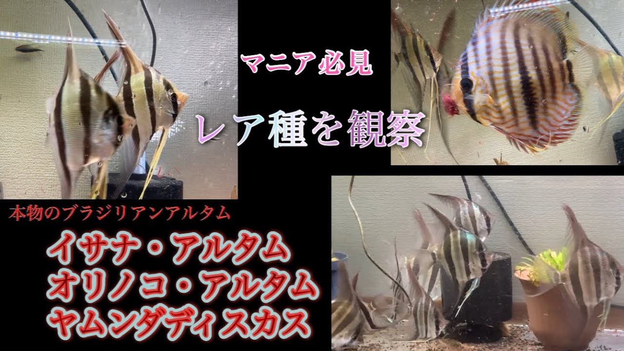 激レア産地のアルタムエンゼル、ヘッケルディスカスが登場します。　