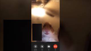 Hamster Calling Me
