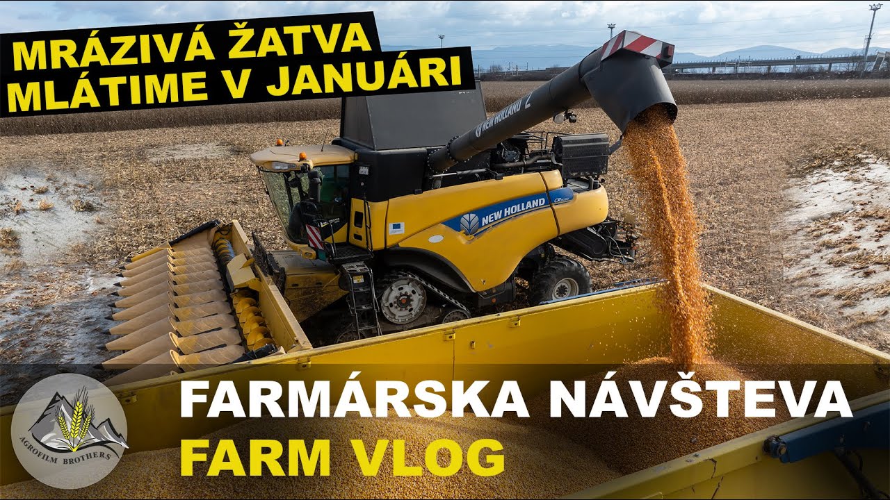 MRAZIVÁ ŽATVA [ Mlátime v JANUÁRI = Zrnovka s AXIÁLOM New Holland CR 9090 ] Farmárska Návšteva#78