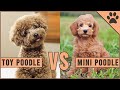 Toy Poodle vs Miniature Poodle
