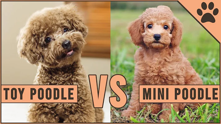 Toy Poodle vs Miniature Poodle - DayDayNews