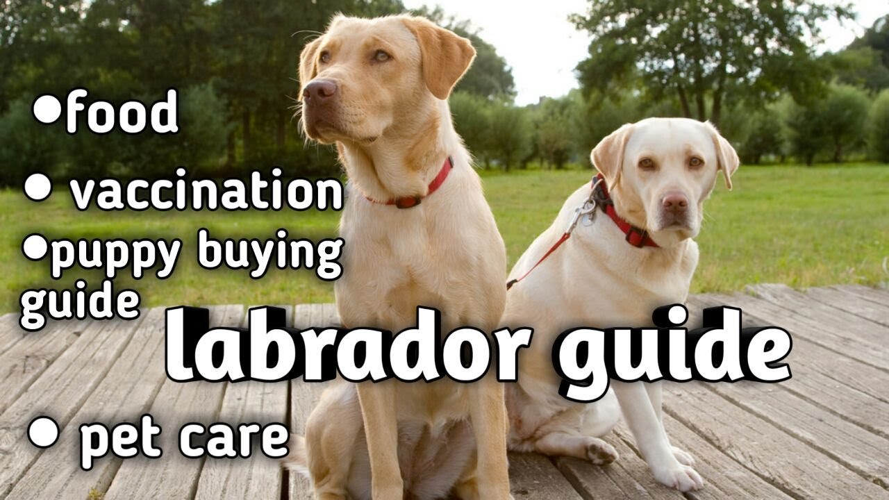 Labrador Puppy Vaccination Chart