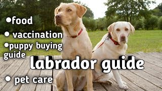 Labrador retriever dog guide in hindi || puppy buying guide || vaccination || food || care