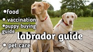 vaccine for labrador puppy