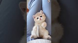 Cute cats 😺 Funny Video 😅 Best Compilation Video's