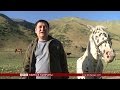 М. Кулданбаев: Чаар жылкы - кыргыздын байлыгы- BBC Kyrgyz
