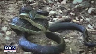 Snake sightings startle a Northern Virginia community | FOX 5 DC