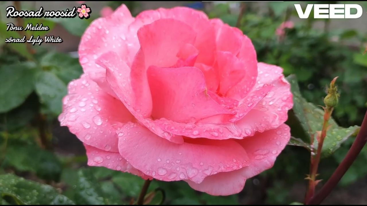 Roosad roosid 🌸