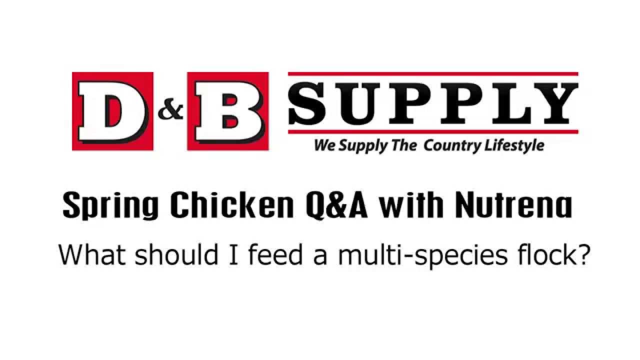 chickens come home to roost Q&A with Nutrena: What do you feed a multi species flock?