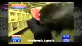 Channel 9 Chicken Attack for 1 Hour