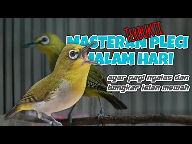 MASTERAN PLECI MALAM HARI, SUPAYA PAGI PLECI GACOR, NEMBAK, BUKA PARUH class=