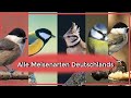 Alle Meisenarten Deutschlands [Aussehen, Gesang, Lebensweise, ...]