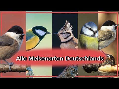 Video: Was Für Eine Vogelmeisen