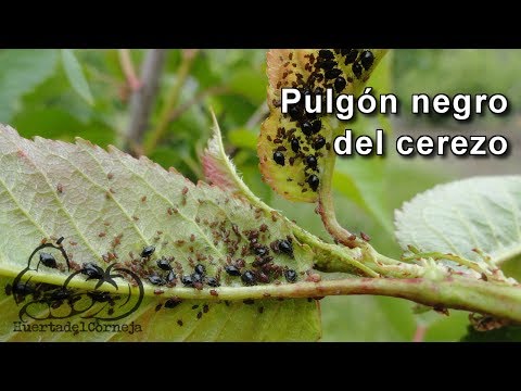 Video: Información del nudo negro del cerezo: gestión del nudo negro de los cerezos