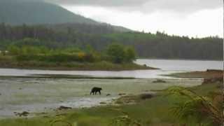 Black Bear on mudflats near Ucluelet.AVI