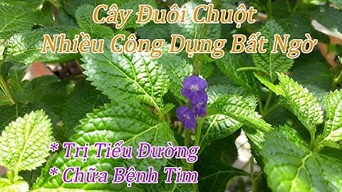 🌿🌸Cây Đuôi Chuột - Dược Liệu Quý Đối Với Sức Khỏe | Trị Tiểu Đường | Chữa Bệnh Tim ☘️💜