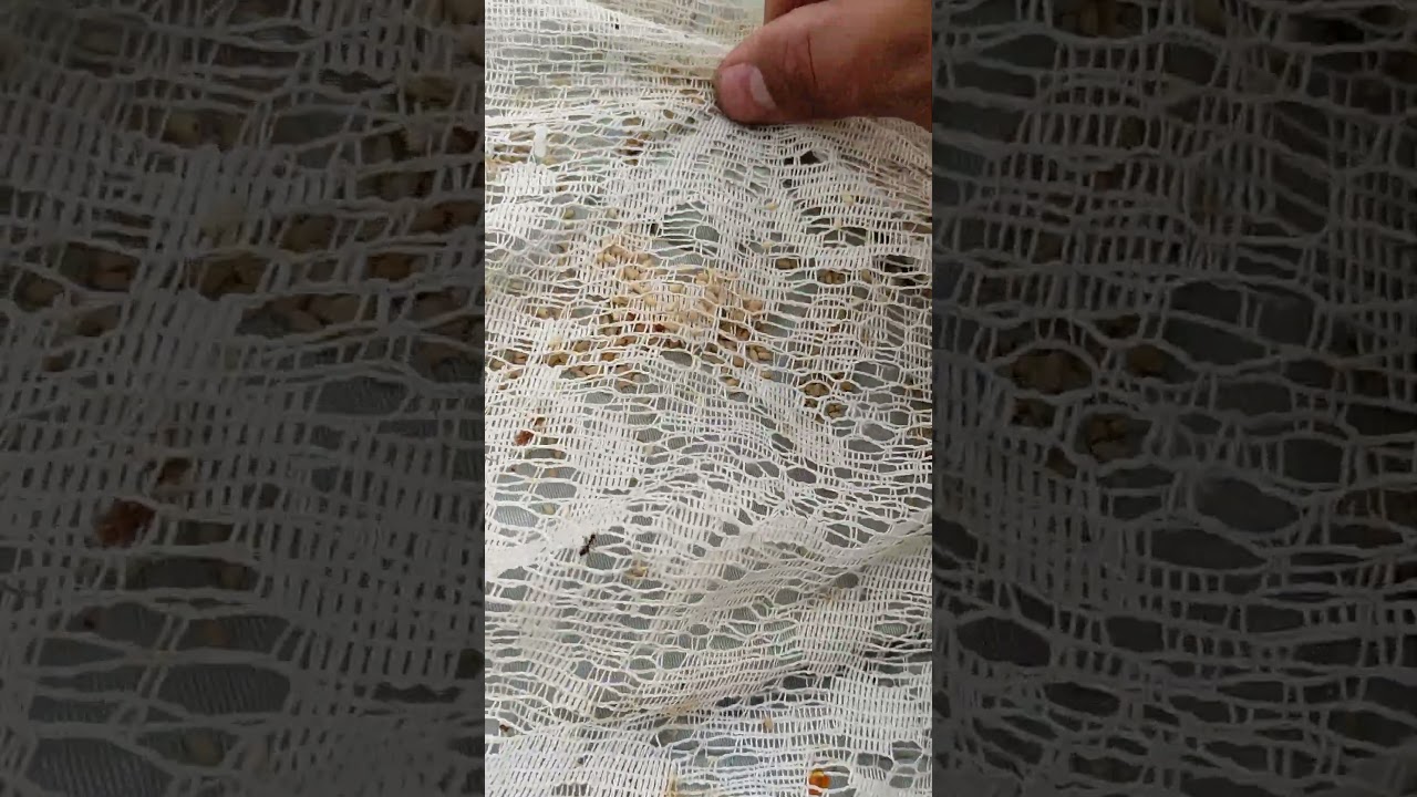 яйца муравья